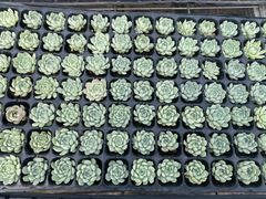 土付き ヨウシキュウ XP787×105苗 ベリー ふっくら 多肉植物