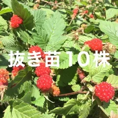 ⭐️草苺苗10株(小)⭐️木苺苗　クサイチゴ苗　くさいちご苗　キイチゴ　木いちご　木イチゴ　野苺　野イチゴ　野いちご　ノイチゴ