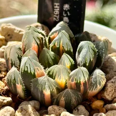 123 ハオルチア 多肉植物 赤い鳥XOM錦糊斑 自家繁殖 抜き苗発送