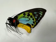 蝶の標本　熱帯の宝石(特珍) 2025年最新】蝶 標本 レアの人気アイテム - メルカリ