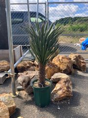 大株 ロストラータ マルデヌベス ユッカ マルデヌベス ロストラータ 太株 - メルカリ