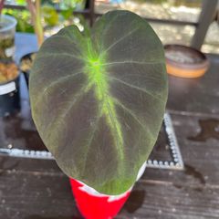 【希少】　コロカシア　グローイングボーンズ　colocasia growing bones