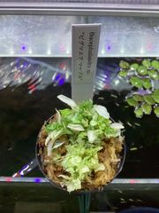 ブセファランドラ sp. ピグマエアマーブル　大きめ株② Bucephalandra sp.