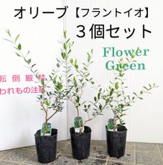 オリーブ苗木　【３点セット】フラントイオ　３.５号　黒ポット苗　庭木　ガーデニング　シンボルツリー