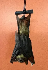 天然テンの剥製 2025年最新】テン 剥製の人気アイテム - メルカリ