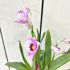 ミルトニア4号ロング鉢②