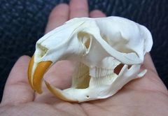 良品！カナダカワウソ (North American river otter) の頭骨 - 頭骨