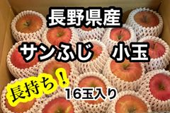 長野県産　【産地直産】りんご　サンふじ　小玉　家庭用　16玉