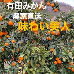 専用有田みかん農家直送味わい美人 有田みかん『賢』産 農家直送⭐️ブランド味わい美人越冬みかん