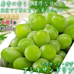マスカット オブ アレキサンドリア 約600g 温室ぶどう JAおかやま 化粧箱 TVでも話題 最高級レベル 白葡萄の嬢王 ブドウ