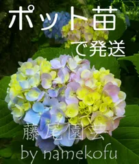 2024年最新】秋色紫陽花￼の人気アイテム - メルカリ