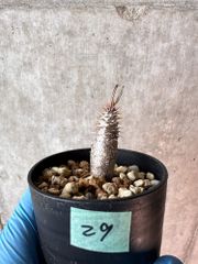 【現品限り】パキポディウム・グラキリス【A29】 Pachypodium gracilius【植物】塊根植物 夏型 コーデックス