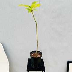 ［現品］☆人気☆  6番　キンコウボク　6号　観葉植物　屋外　珍しい　金厚朴　香水　花　チャンパカ　モクレン科