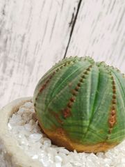 【まん丸可愛い植物】　鉢ごと発送　ユーフォルビア　オベサ