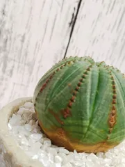 【まん丸可愛い植物】　鉢ごと発送　ユーフォルビア　オベサ