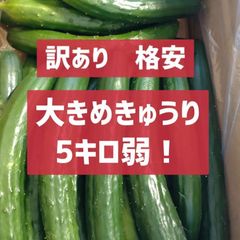 5キロ弱！訳ありだけど味がいい！リピーター続出！デカきゅうり！　野菜ソムリエサミット銀賞受賞　農家直送　減農薬　有機肥料　ちょいデカきゅうり　訳あり　5kg