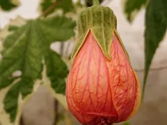 マリナ アブチロン 斑入り高性種 苗