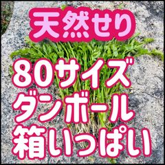 訳あり】限定一箱 天然クレソン 湧き水育ち・4キロ目安・クール便 100