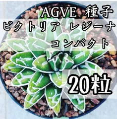 2025年最新】アガベ ビクトリアレジーナ Agaveの人気アイテム 2025年最新】アガベ ビクトリアレジーナ Agaveの人気アイテム