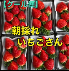 Hirofumi  Hashimoto 冷凍苺