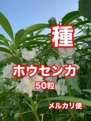 メメル 2025年最新】ホウセンカの花の人気アイテム - メルカリ