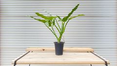 【観葉植物】フィロデンドロン　ハスタータム　5号鉢