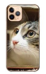 iPhone15plus ケース カバー iPhone15 プラス スマホケース ハードケース 猫 ネコ ねこ 三毛猫 みけねこ ハチワレ トラネコ 写真 可愛い かわいい ペット あにまる カラー04
