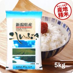 米 新潟産こしいぶき5kg お米 令和6年産 白米 送料無料（沖縄のぞく）