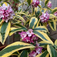 23年最新 沈丁花 前島の人気アイテム メルカリ