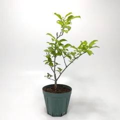 2025年最新】ツルウメモドキ 苗の人気アイテム - メルカリ