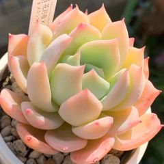 自家交配実生！★ （花月夜×ギルバ）×（メキシカンジャイアント×ざわわ） 多肉植物（抜き苗・速達付）自家栽培 国産