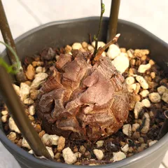 2025年最新】亀甲竜の人気アイテム - メルカリ