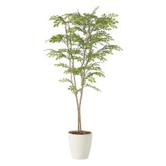 観葉植物 シェフレラ 185cm - メルカリ