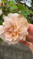 いおり 薔薇の挿し穂 2本 現在 6-10センチ程