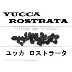2月入荷 700粒+ ユッカ ロストラータ 種 種子 植物検疫証明書あり 2月入荷 75粒+ ユッカ ロストラータ 種 種子 植物検疫証明書 - メルカリ