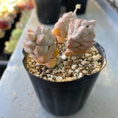 速達＊多肉植物 カット苗 クラッスラ 稚児姿 発根済