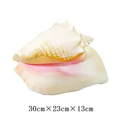 専用　特上　コンク貝　4個セット　ピンク貝殻　　28cm　置物　貝殻 専用 特上 コンク貝 4個セット ピンク貝殻 28cm 置物 貝殻 専用 特上