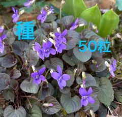 ラブラドリカ　種（50～60粒）