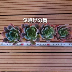 多肉植物【夕焼けの舞】抜き苗 多肉植物 エケベリア 夕焼けの舞 抜き苗 その他インテリア雑貨