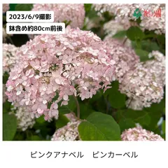 2023年最新】秋の花木苗の人気アイテム - メルカリ