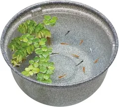 ジェックス GEX メダカ元気 メダカのための飼育鉢 みかげ 370 約外径37×高さ20cm 約12L 屋外飼育 樹脂製 軽量 2つの水抜け穴 睡蓮鉢 水容量:約のサムネイル