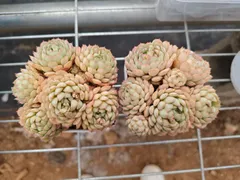 ２株だけの赤い船!フォロワー限定  １株　多肉植物 花 園芸　抜き苗