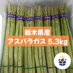 【栃木県産】 アスパラガス 5.3kg