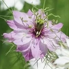 一年草❤︎ニゲラ・ローズ❤︎種100粒❤︎おまけの種つき