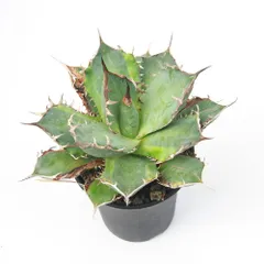 2025年最新】バナナピール アガベの人気アイテム - メルカリ