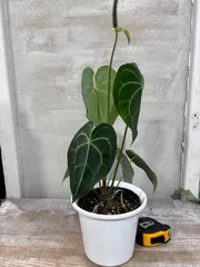 希少　アンスリウム　クラリネルビウム　斑入り　美株　激レア　鉢ごとメルカリ便② 希少 アンスリウム クラリネルビウム 斑入り 美株 激レア 鉢ごと