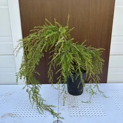 オージープランツ　希少品種　レプトスペルマム　バーチカルドロップ　特大 オージープランツ 希少品種 レプトスペルマム バーチカル