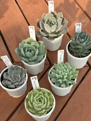 2025年最新】ルンヨニーの人気アイテム - メルカリ