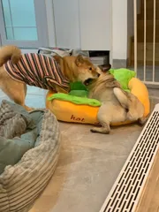ペットベッド ホットドッグ マット クッション 犬用 猫用 ふわふわ あったか 柔らかい もこもこ ふんわり 可愛い ペット用品 室内用 (59cmx50cmx23cm)675