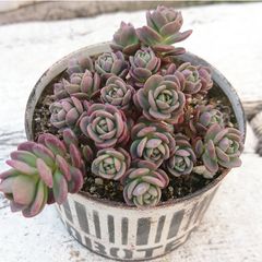 赤葉ヒダカミセバヤ 抜き苗 - メルカリ